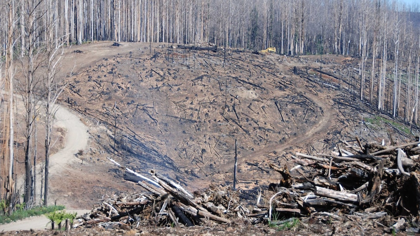 Salvage logging after the 2009 wildfires in Victoria.