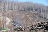 Salvage logging after the 2009 wildfires in Victoria.