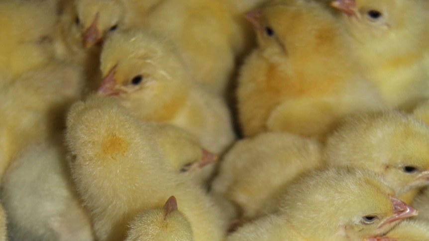 Freshly hatched chicks