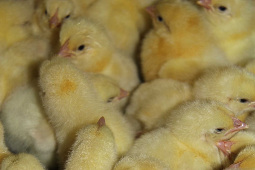 Freshly hatched chicks