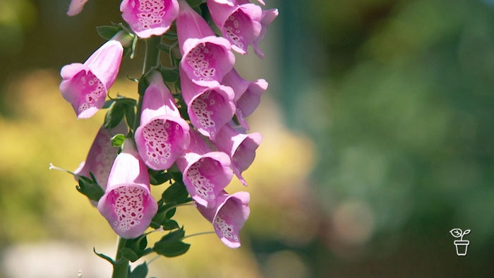 Speckled pink bell-shaped flowers growing on plant outdoors