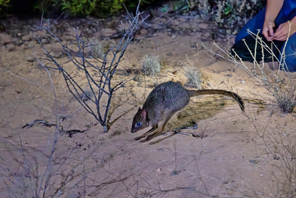 'Dirty' work helps to bring tiny 'rat kangaroos' back to remote island