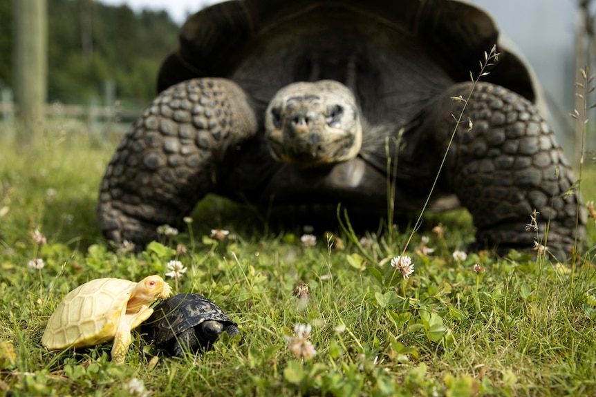 an albino and black baby tortoise on grass in front of an adult giant tortoise