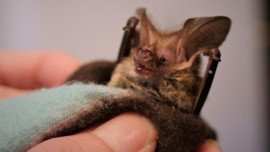 A microbat with large ears wrapped in a blanket in a woman's hand.