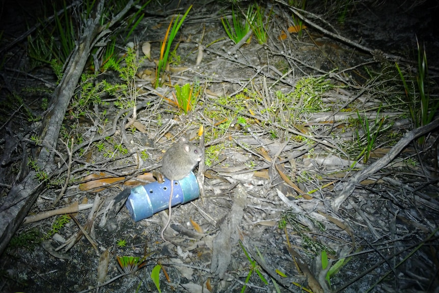 A mouse standing on a can sniffing a stick with peanut butter on it