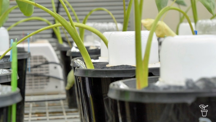 Rows of plants growing in pots in a laboratory greenhouse