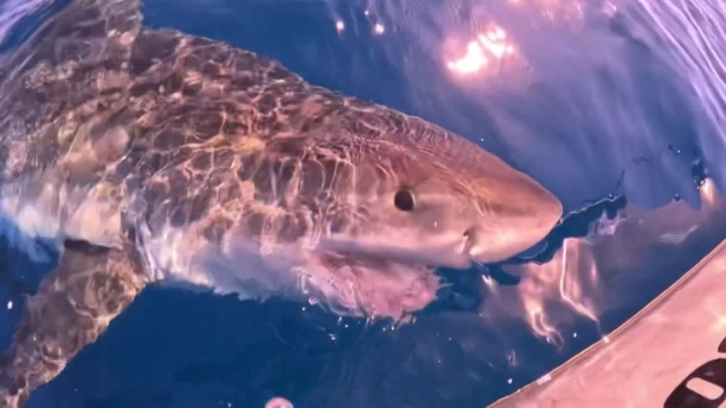 Great white shark tries to take a bite out of boat at Mooloolaba - ABC News