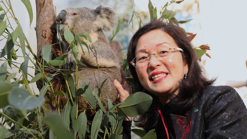 Gladys Liu smiles as she pats a koala chewing on a gum leaf