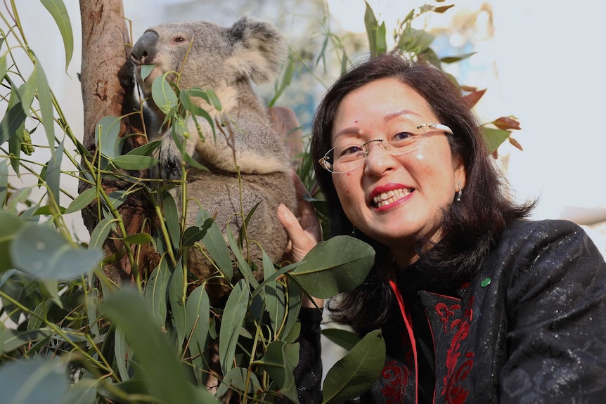 Gladys Liu smiles as she pats a koala chewing on a gum leaf