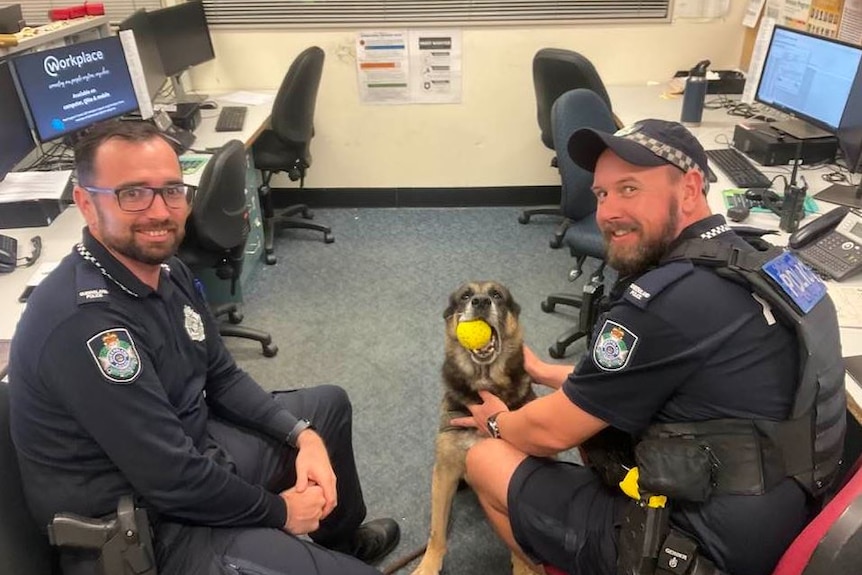 A dog sitting with ball in mouth inside, between two police officers