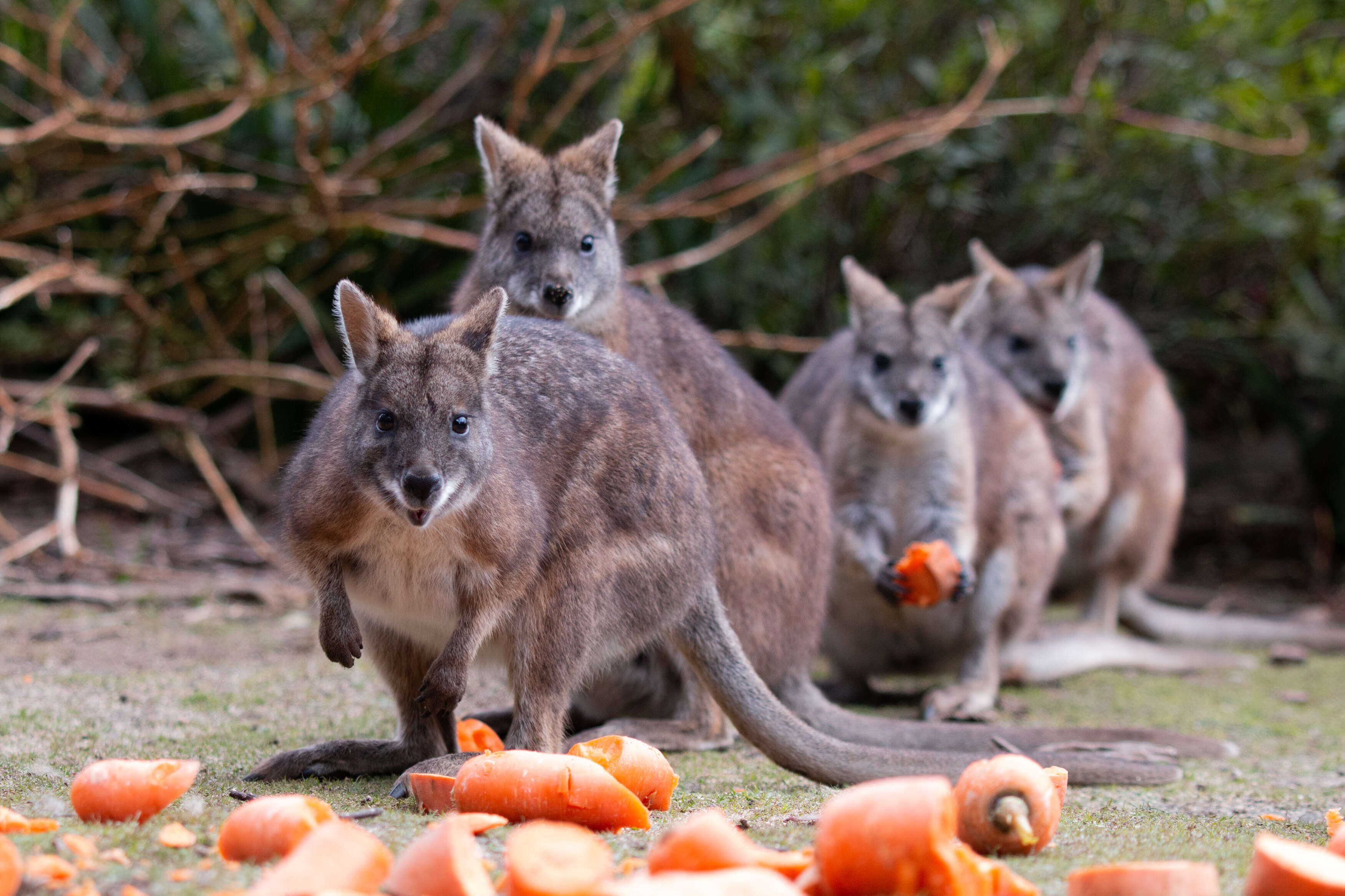 Parma wallabies eating food on the grass.