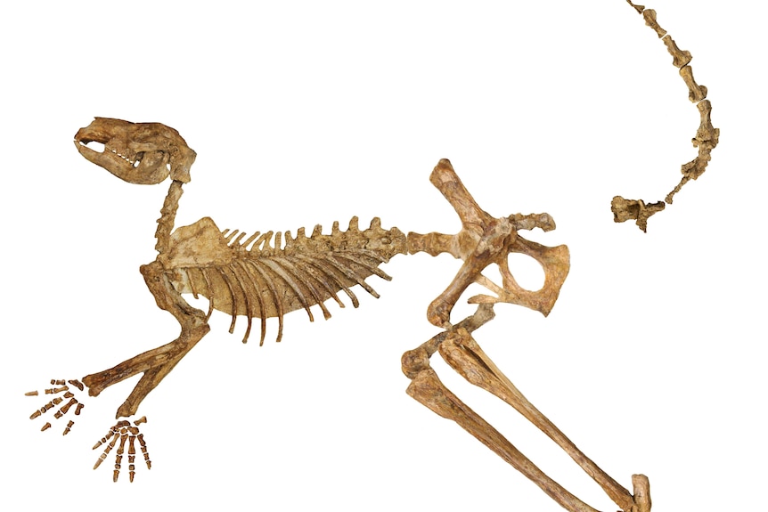 A skeleton of a giant extinct kangaroo placed over a white background. The bones are brown and arranged horizontally. 
