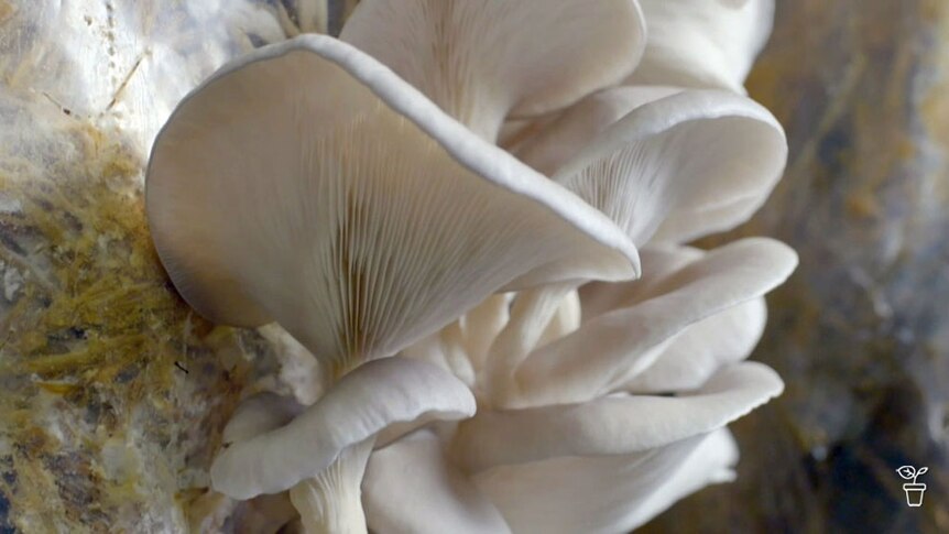 White mushrooms growing in a bag.