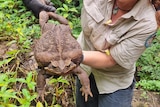 A large cane toad is held by a ranger wearing black gloves.