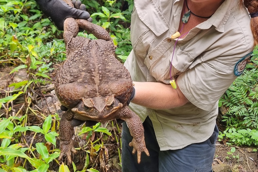 A large cane toad is held by a ranger wearing black gloves.