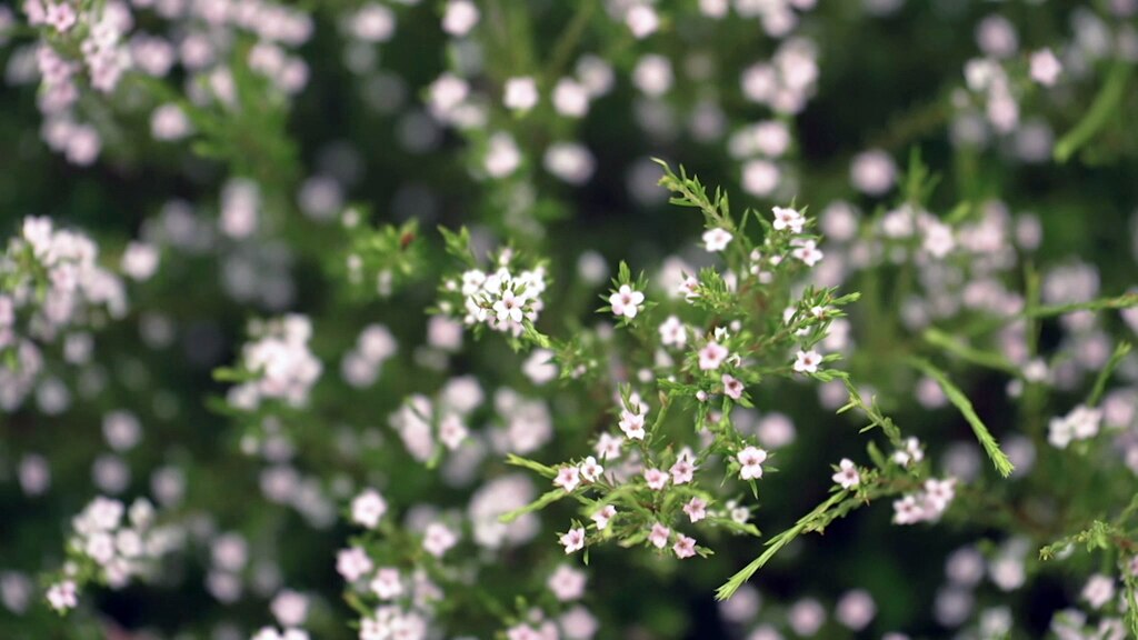 Small pink and white flowers on a shrub.