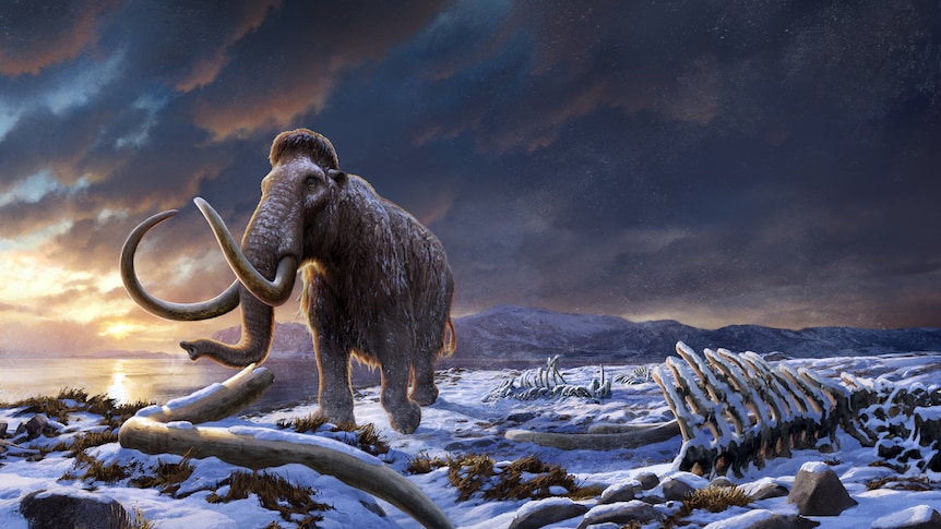 A drawing of a mammoth surrounded by tusks and bones