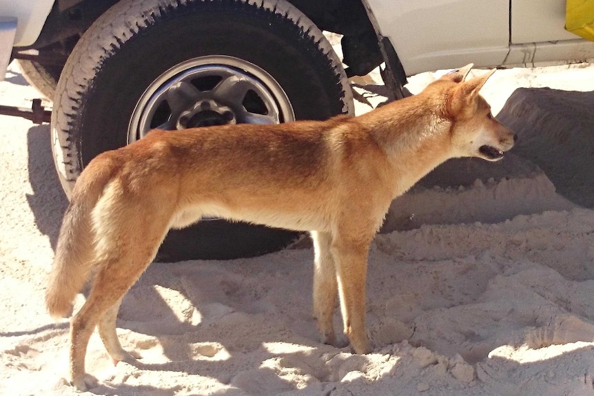 A dingo stands next to a vehicle on Queensland's Fraser Island, July 2014.