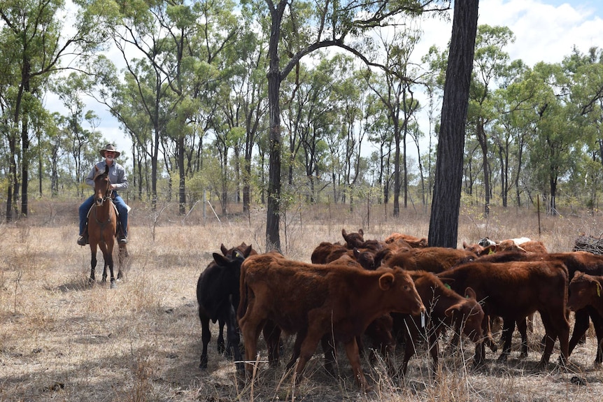 Man hon horseback rides in paddock