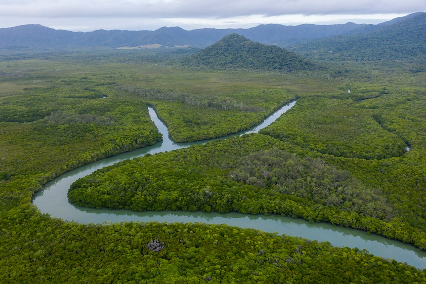 An aerial view of mangroves and a river.
