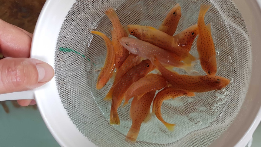 A group of tiny coral trout in a strainer held just above water