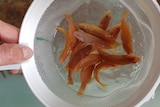 A group of tiny coral trout in a strainer held just above water