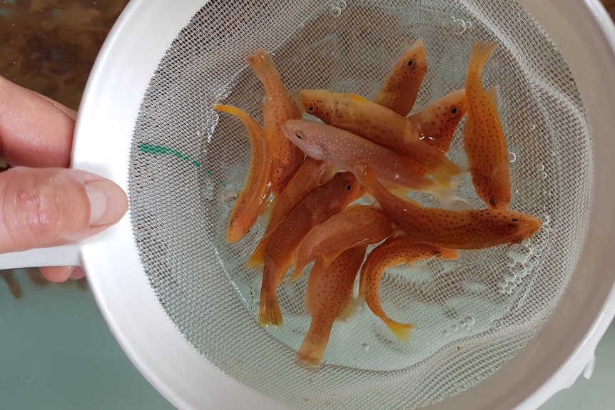 A group of tiny coral trout in a strainer held just above water