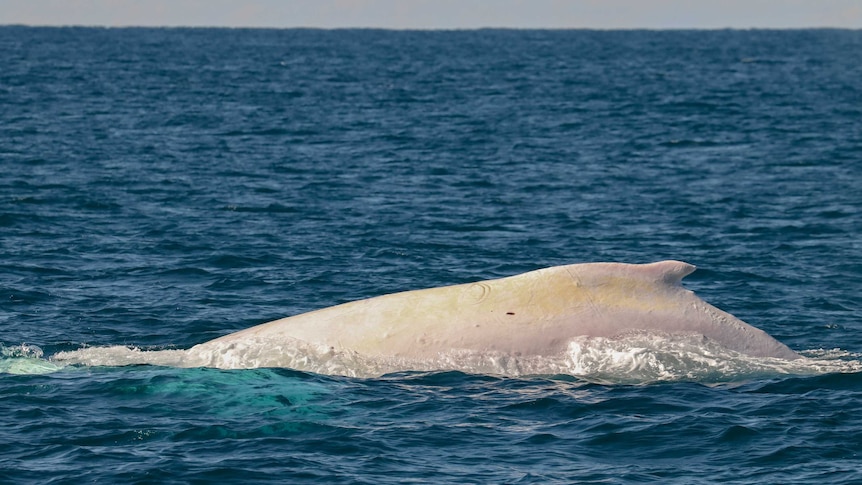 Migaloo's back captured in waters off Port Macquarie