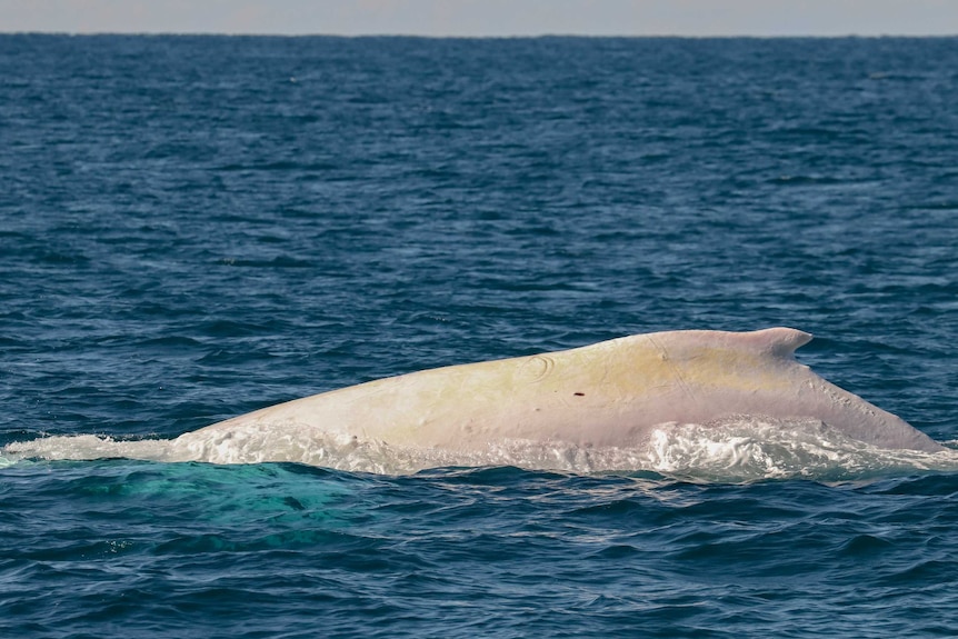 Migaloo's back captured in waters off Port Macquarie