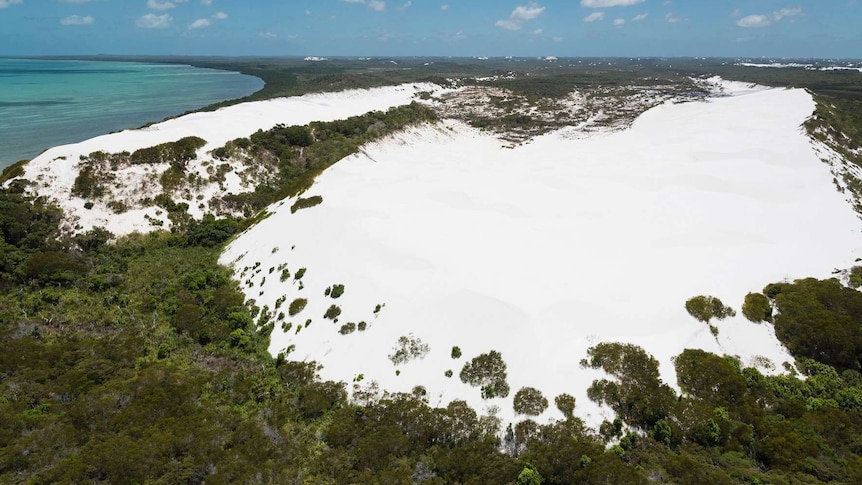 Shelburne Bay is home to several threatened species, including the Palm Cockatoo.