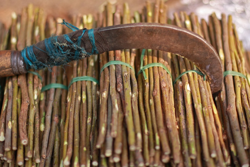 Neem twigs for sale at a market at Manek Chowk, India