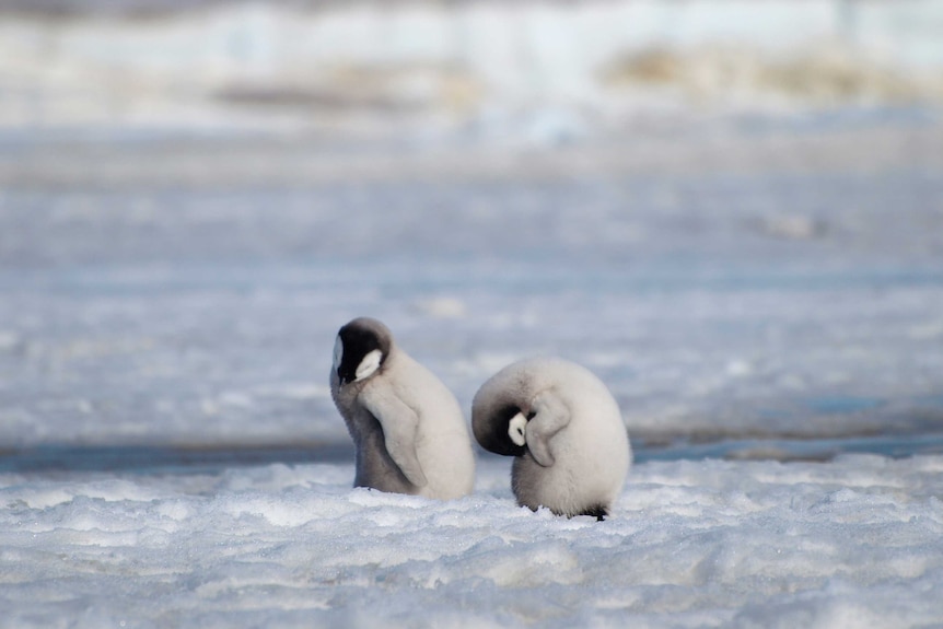 on a base of ice two fluffy grey and black emporer penguin chics preen themselves