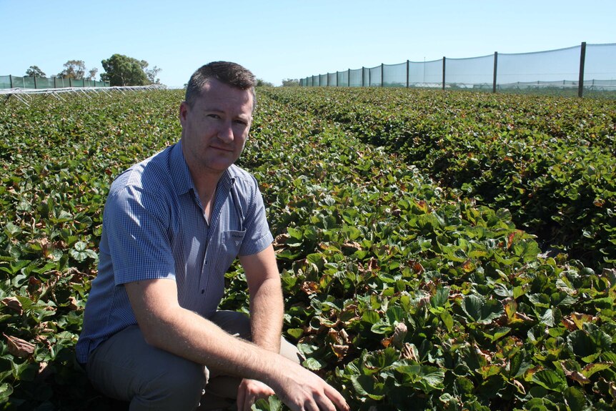 A man sits in a strawberry crop