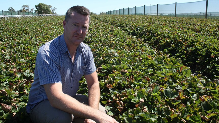 A man sits in a strawberry crop
