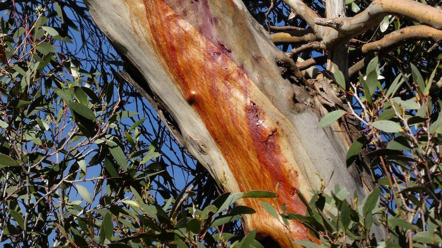 Markings and other damage on a tree trunk