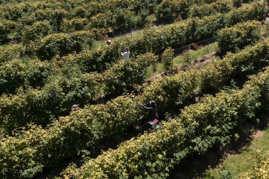 Backpackers picking raspberries.