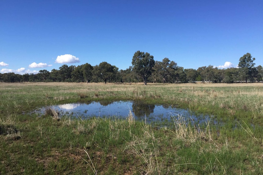 A waterway in bushland on a sunny day
