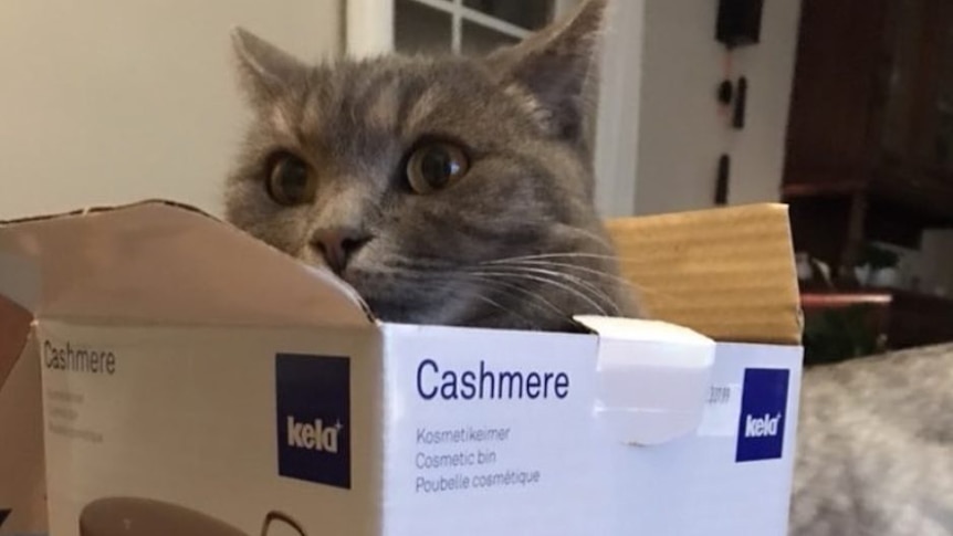 a cat sitting in a box branded 'cashmere'