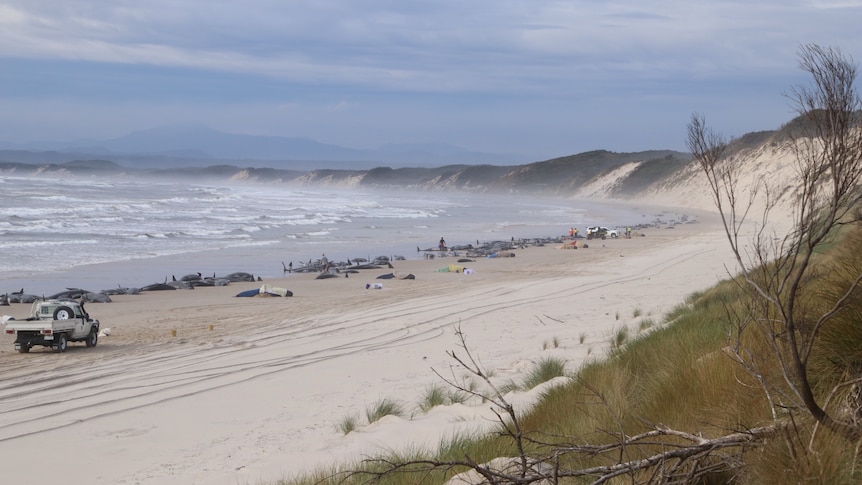 Whales stranded on a beach, with people in attendance.