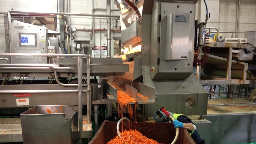 Carrots being processed at Simplot