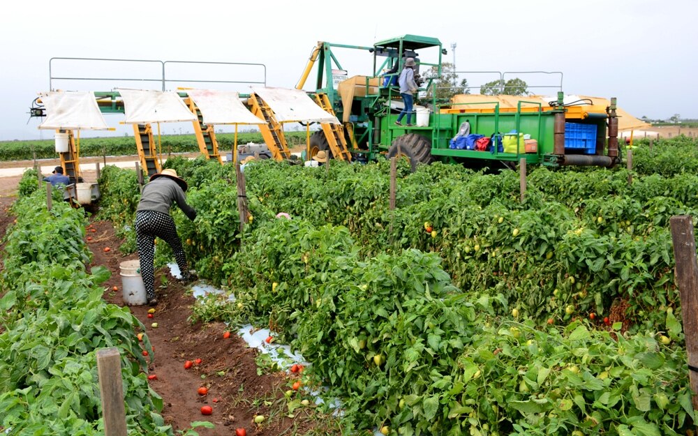 Report finds migrant workers face extra hurdles - ABC News
