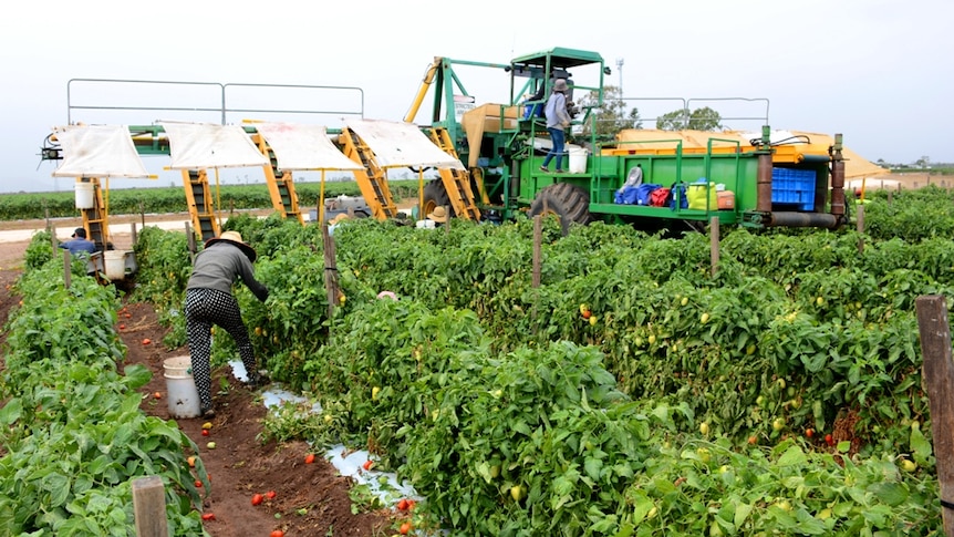 Workers pick tomatoes