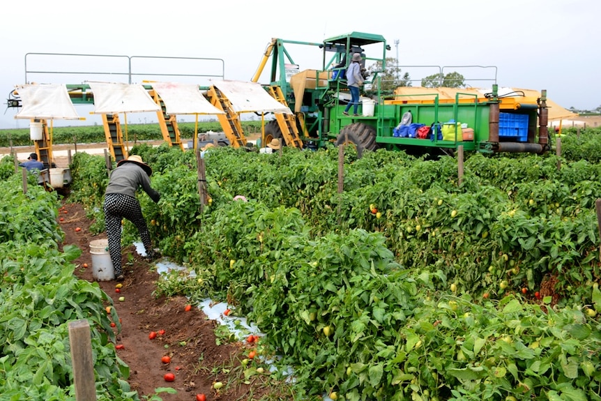 Workers pick tomatoes