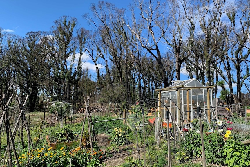 A garden sprouts from bushfire-charred land.