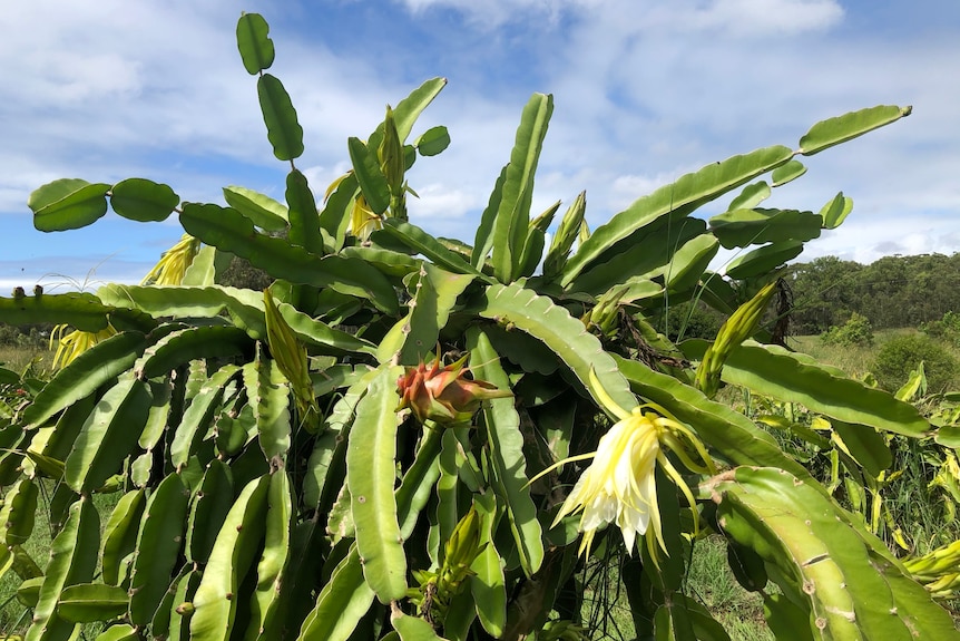 A large cascading cacti with a yellow flower and pink growing fruit.