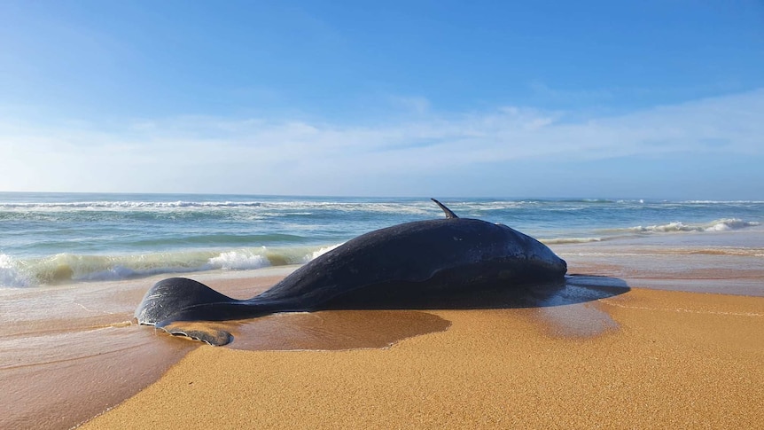 A dead whale lying on the tide line of a beach.