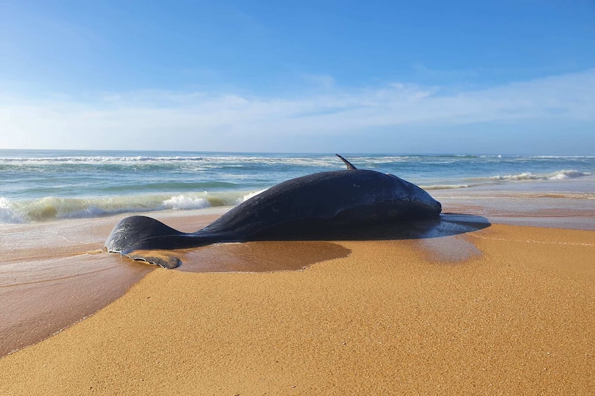 A dead whale lying on the tide line of a beach.
