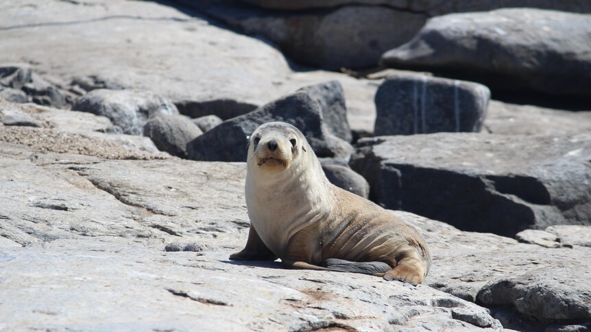 A baby sea lion sits on a rock.