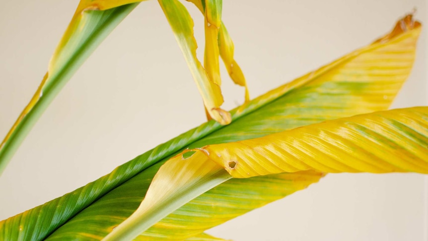 Yellowing leaves of indoor plant for story about common problems with plants we keep at home