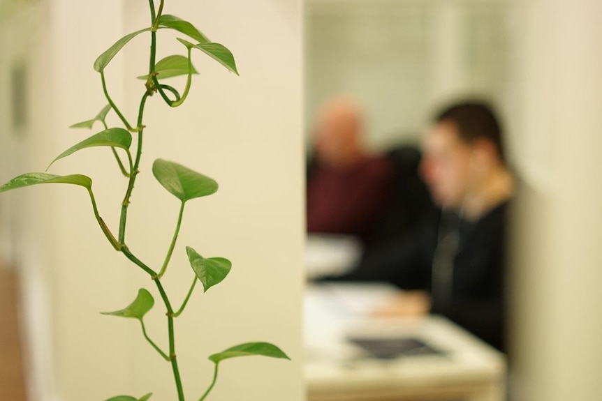 The long stem of a green plant in focus with blurred office space in the background.